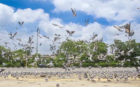 Rain brings relief as Delhi AQI improves to ‘satisfactory’