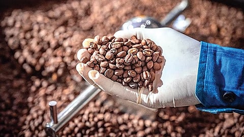 Coffee was first introduced in the region in the 1930s as an experiment but it was the district’s favourable agro-climatic conditions that allowed it to take root and flourish over time.
