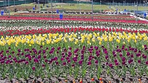 herbal garden (Representative Image)