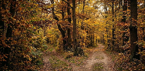 The road not taken - poem by Robert Frost
