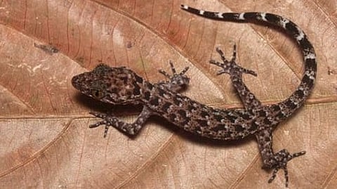 Assam CM says new gecko find boosts Northeast biodiversity