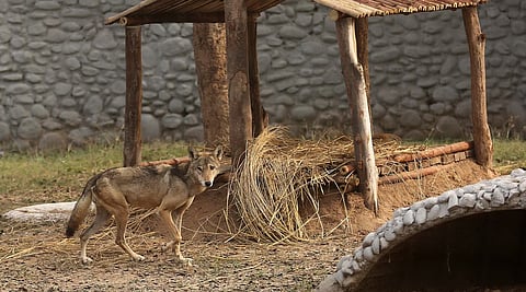 Female wolf at Delhi Zoo dies after sustaining injury