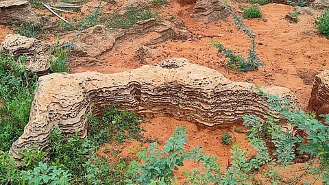 Marine fossils dating 8,000-12,000 years discovered in Panaiyur