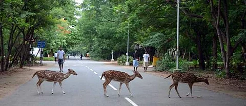 Spotted deer, a common sight on campus, are often prone to eating waste like solid plastic which later results in grave illness or death