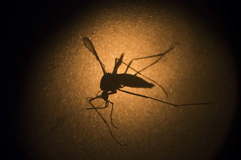 The device though still in trial has already caught and killed disease-bearing mosquitoes (representative image)