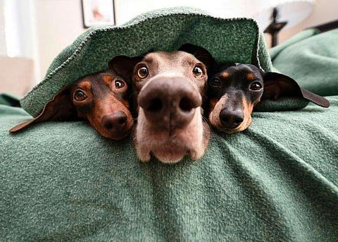 Domesticated dogs have, over time, developed their communication skills with humans