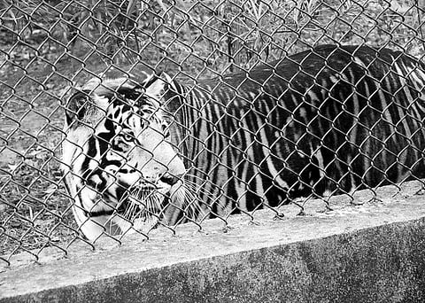 The researchers are from Bengaluru and have already collected samples from the tigers