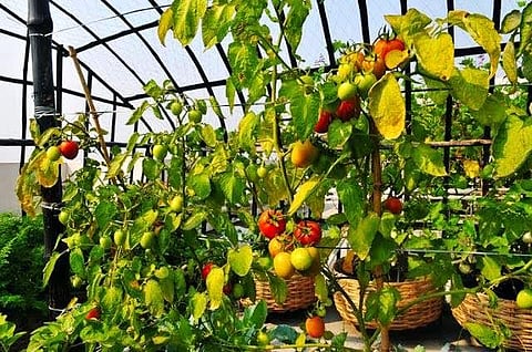 Permaculture is a is a combination of different subjects like farming, architecture and renewable energy used to create a sustainable ecosystem (representative image) | Twitter
