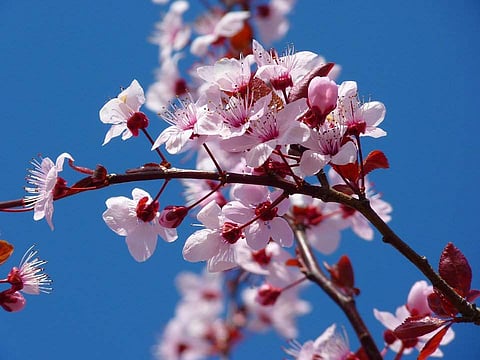 Cherry blossom in all their glory