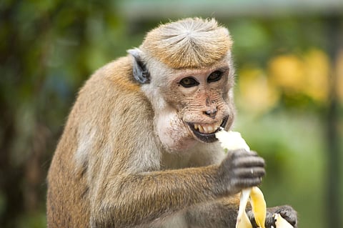 Doctors at AIIMS asked to be saved from monkeys and stray dogs