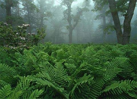 Ferns grow well in cold climates (representative image)