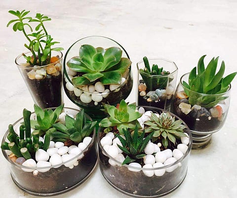 Little Greens' terrariums