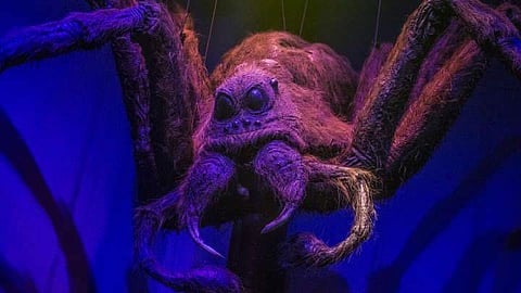 The naming of the species is significant in the current popular culture scene. No way you can forget that spidernow | IFL