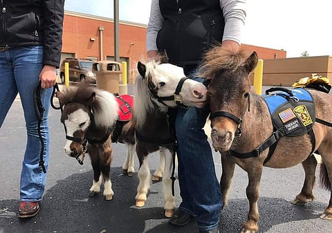 Mohammed Salim Patel, a journalist with BBC would receive the guide horse by 2019
