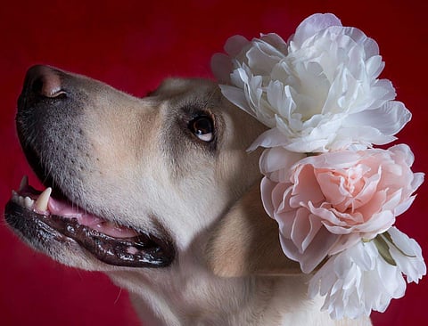 Pingali started Blue Butterfly in 2013