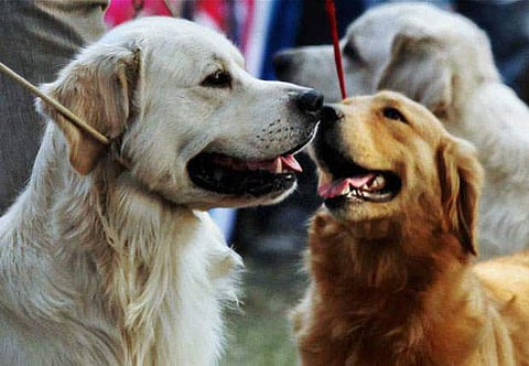 Fourteen-year-old Anjali Venkatesh’s affection towards dogs motivated her to write a book