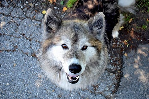 Dog behaviourist Viren Sharma will open 100 outlets of MAD (Mad About Dogs) across India