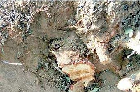 The trees were chopped and stolen between April 12 and 16