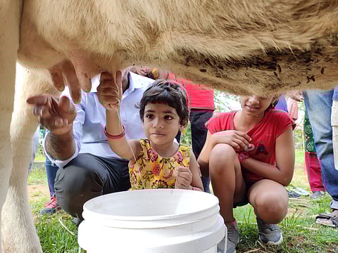 A young girl milking a cow at Sid's Farm | (Pic: Sid's Farm)