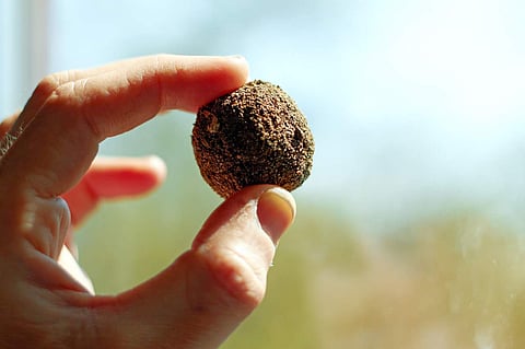 Have you made a seed ball?