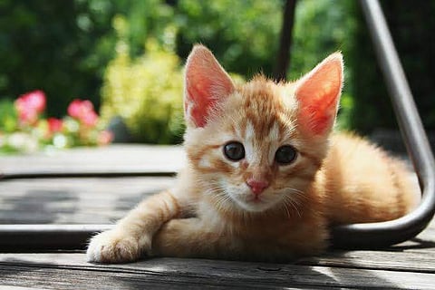 This workshop is exclusively for those who want to foster kittens