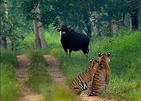 The Bhadra Reserve
