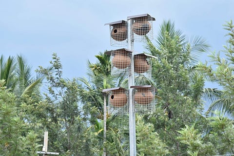 Kerala Institute of Tourism and Travel Studies built homes for house sparrows post the 2018 floods