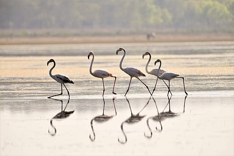 One of the pictures of greater flamingo clicked by him | (Pic: Ashok Kumar Biswal)