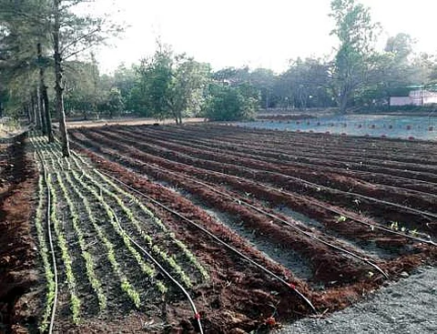 VTU-Jain shoulders to train the farmer to adopt drip irrigation for more crop per drop (Pic: TNIE)