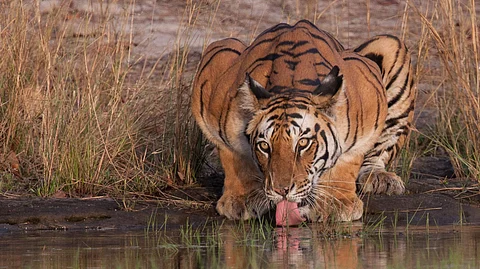 What a click: A picture clicked by Patra | (Pic: Sabyasachi Patra)