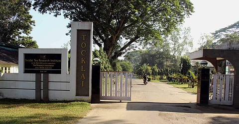 Image for representational purpose only (Tocklai website)