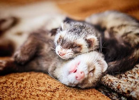 Ferrets