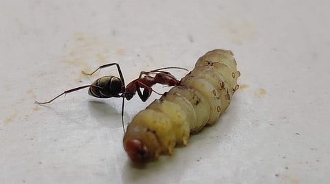 The worm | (Pic: Solution)