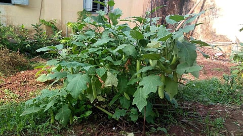 Originally from Thiruvananthapuram, Jinal had worked in various schools in Kannur before joining CGHSS a year ago