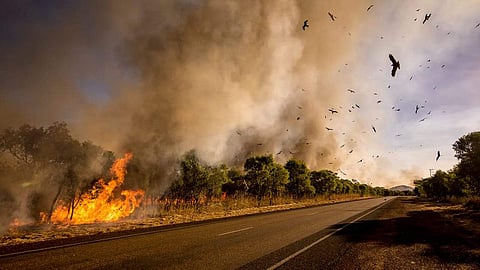 The Australian bushfires have shocked the world