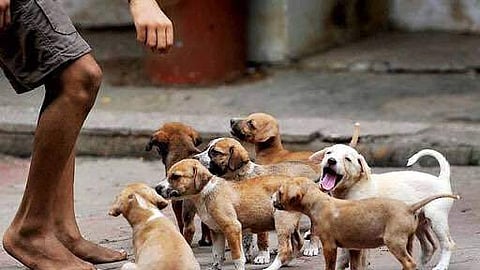 Several strays have been left to starve because of the lockdown. (Representative image)
