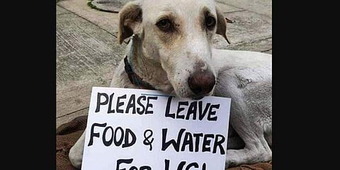 Many strays have been left to fend for themselves. Credit: TNIE