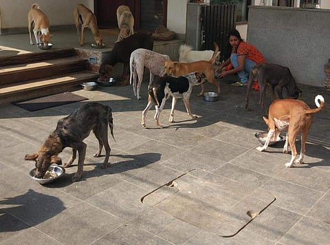 Nandita Reddy giving food to the strays near her house| Pic: AFFaction India