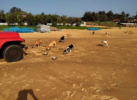 The strays being fed