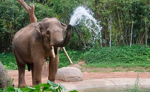 For the zoo enthusiasts