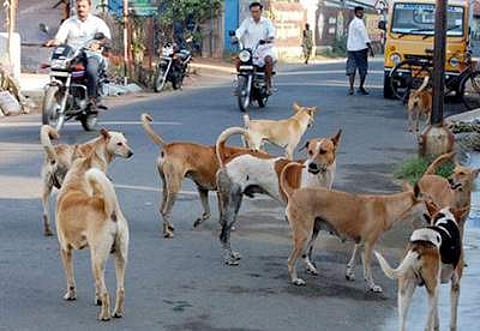 Image used for representational purpose only (Pic: Google Images)