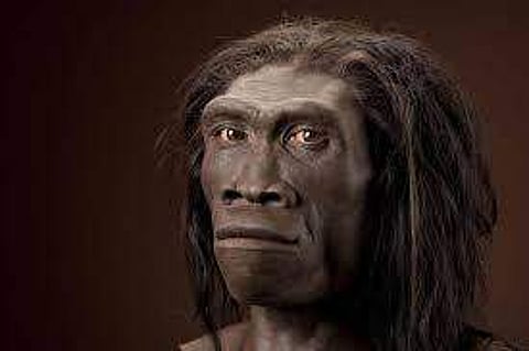 Homo erectus (Pic: Quora)