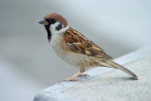 A sparrow | (Internet)