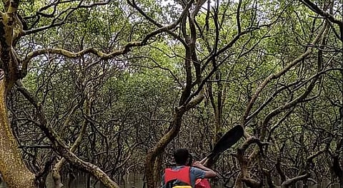 In June 2017, Terra Conscious began a collaborative project with the Goa Forest Department