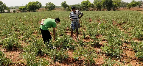 A team member of StaySafeHaveri picking vegetables from a farm (Pic: Facebook)