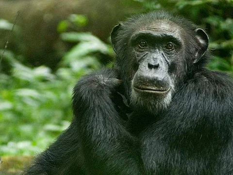 Image for representational purpose only (Pic: WWF)