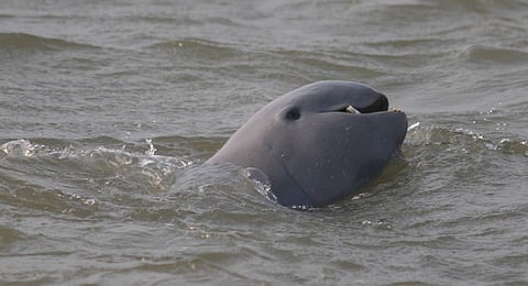 Irrawaddy dolphins