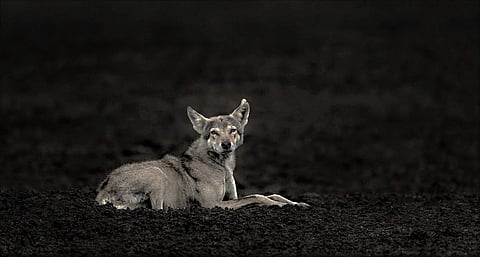 Wolves can be mostly seen in Koppal, Raichur and other places (Pics: Deccan Conservation Foundation)