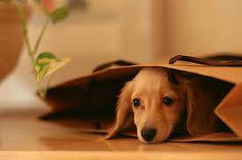 More universities across the nation are implementing pet-friendly residence hall policies, although these policies typically include specific guidelines.