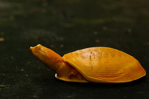 Albino flapshell turtle | (Pic: Rakesh Kumar Mohalik)